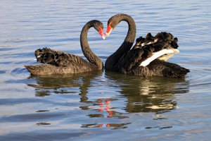 Two black swans 