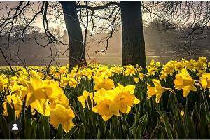 Daffodils Sefton Park
