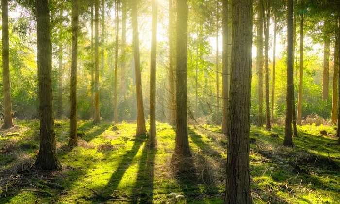 Sunlight breaking through a forest of trees