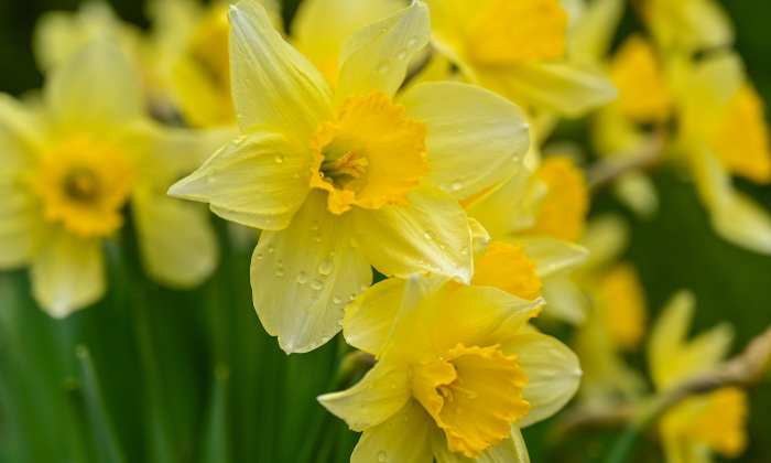 Wild daffodils 