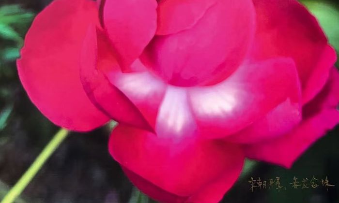 A pink rose