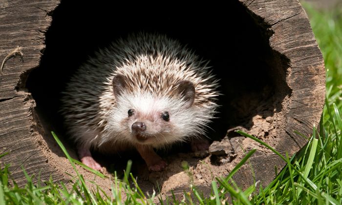 Hedgehog looks out of its burrow