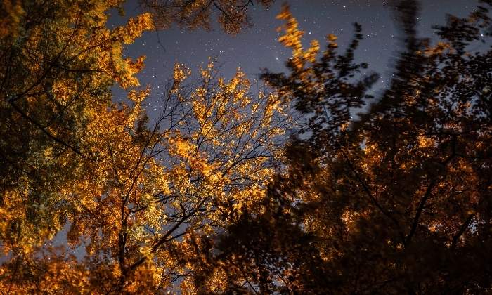Autumn leaves against a dark night sky, with stars