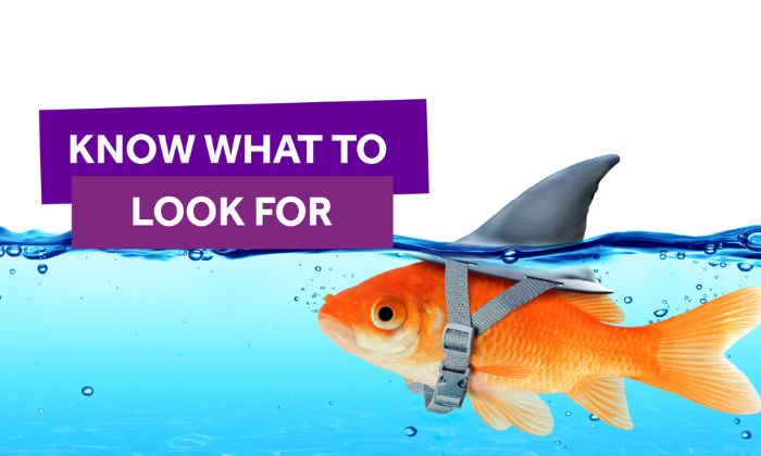 an image of a fish pretending to be a shark