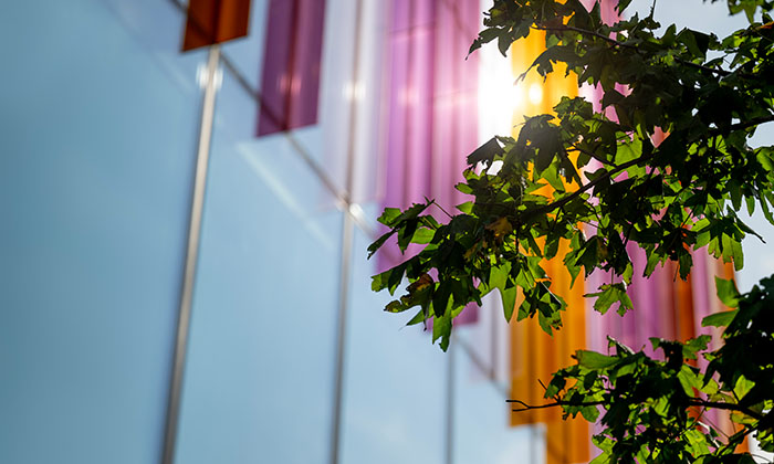 Tree branch in the sunlight outside the Eddie Davies Library