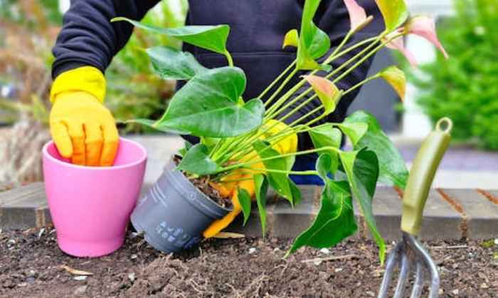 From Pot to Plot: Flourish where planted, predict where needed by Haya E'layan